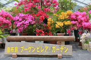 s-IMG_1237.jpg